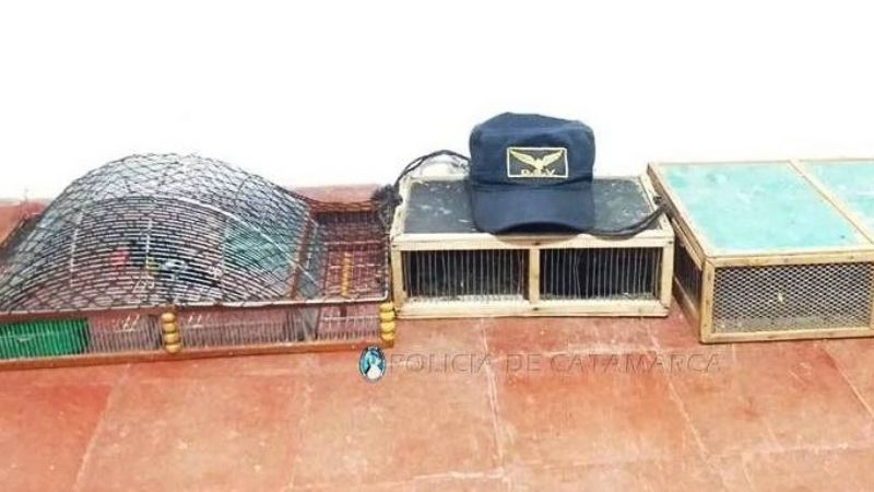 Secuestran trampera y aves cánoras