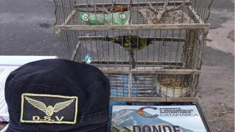Secuestran trampera y aves cánoras