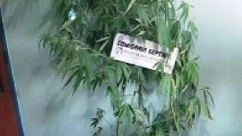 Se agarraron a las piñas, llegó la policía, y descubrió plantas de marihuana