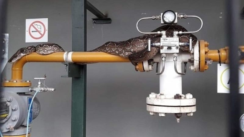 Víbora causó temor en una estación de servicios