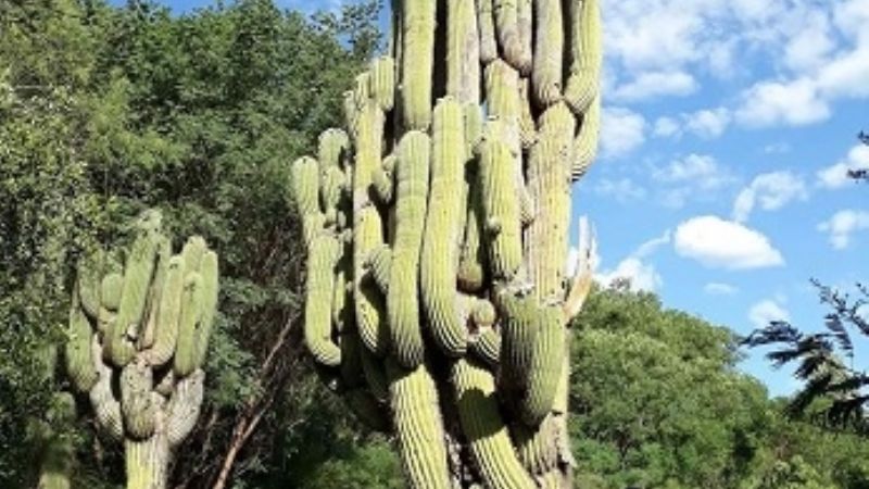 ¿Sabías que en Catamarca está el cardón más alto de Argentina?