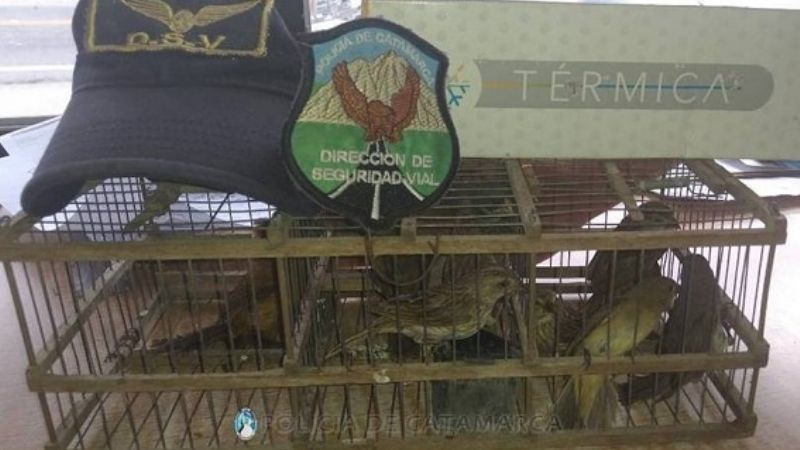 Secuestran más aves canoras