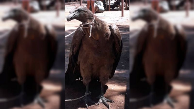 Rescataron en Salta a un cóndor que estaba atado en un taller mecánico