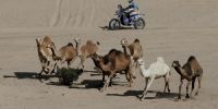LAS POSTALES del nuevo Dakar, con camellos en medio del desierto.