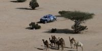 CAMELLOS, la imagen distintiva del Dakar que se corre en Arabia Saudita.