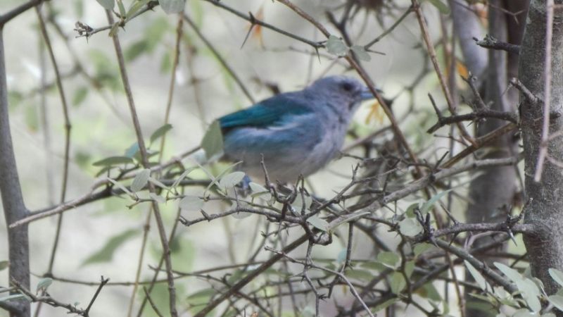 Liberan gran cantidad de aves canoras silvestres