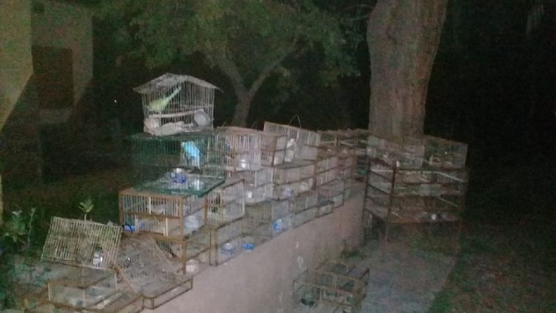 Liberan gran cantidad de aves canoras silvestres