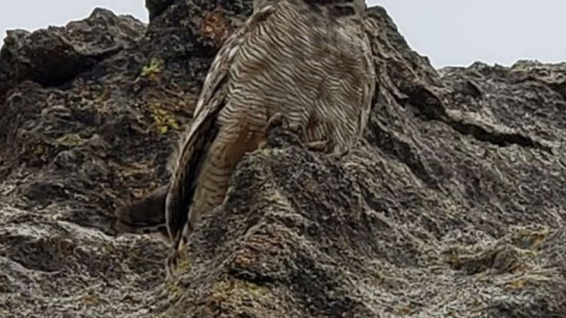 Cumbre de El Manchao, trepando desde Las Juntas