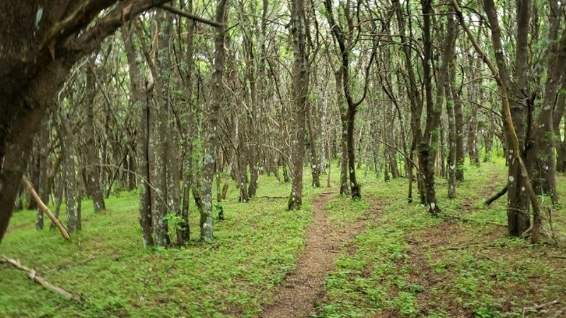 Cumbre de El Manchao, trepando desde Las Juntas