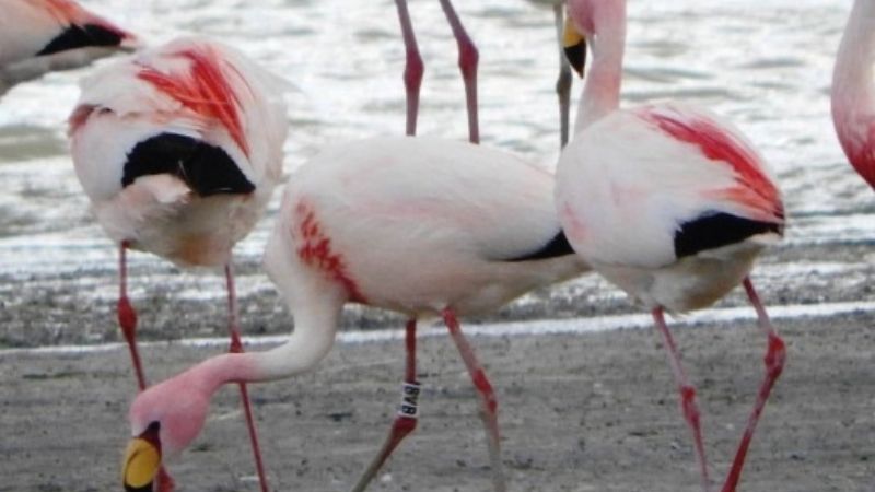 Hallaron en Catamarca, Parinas Chicas que migran desde Bolivia