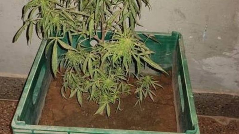 Detenidos cuando escondían un cajón con una planta de marihuana