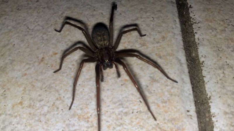 Asisten a un niño picado por una araña