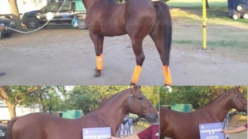 Secuestran un caballo de carrera