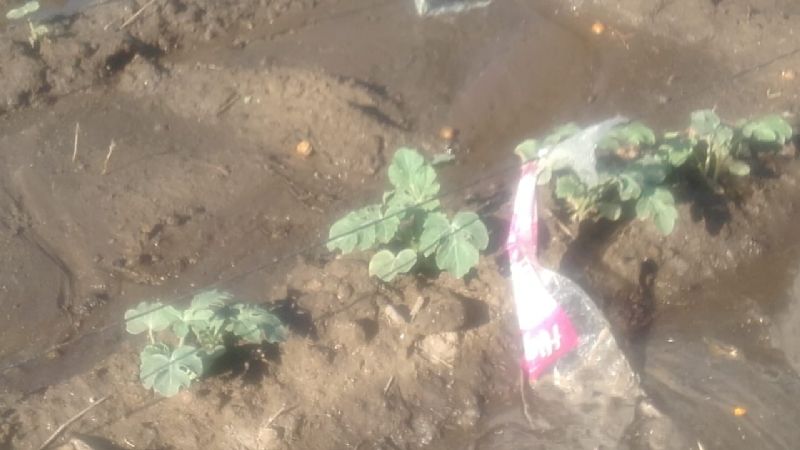 El Movimiento Federal Belgrano continúa con acciones solidarias