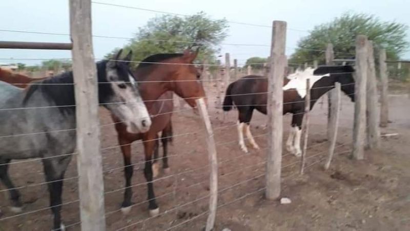 Continúa la captura de animales sueltos en la vía pública