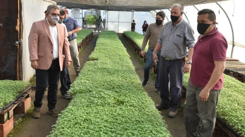 Recorrida por el Complejo La Viñita donde se producen 300 mil plantines de tomate