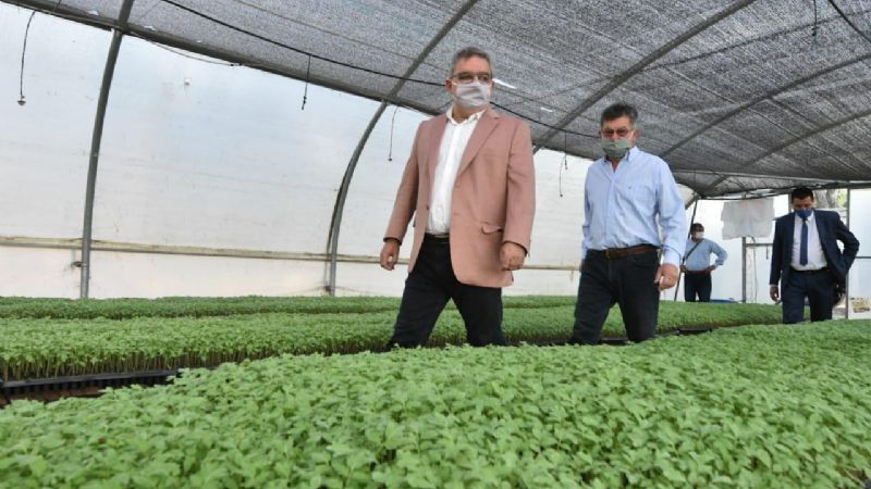 Recorrida por el Complejo La Viñita donde se producen 300 mil plantines de tomate