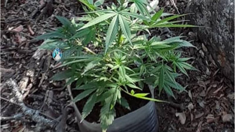 Secuestraron un plantin de marihuana que era cultivado en un descampado