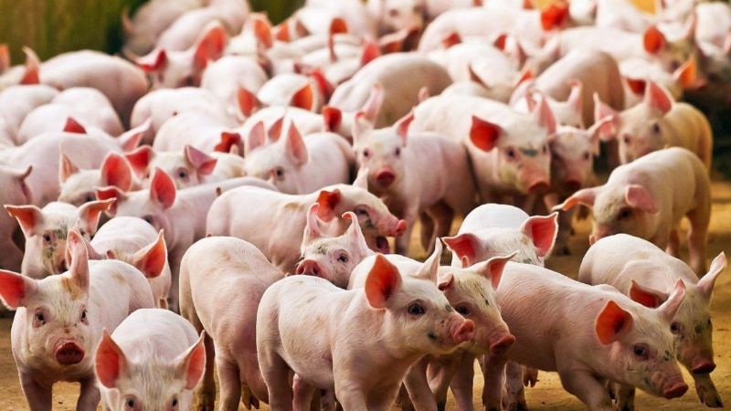 Revelan que un coronavirus "porcino" puede replicarse en humanos