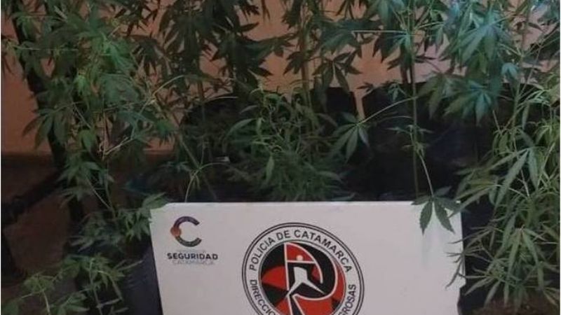 Secuestran 20 plantas de marihuana, ansiolíticos, 12 gr. de cocaína y más de 100 mil pesos