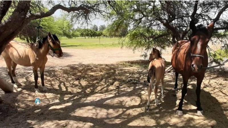Secuestran animales sueltos en Valle Chico