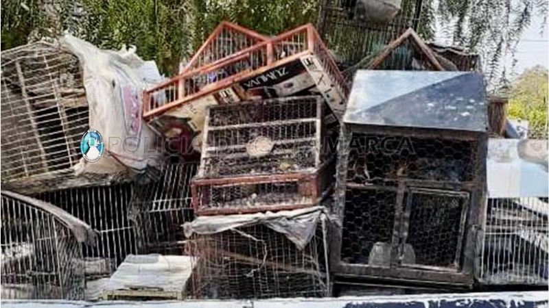 Unas 150 aves volvieron a su hábitat tras permanecer en cautiverio