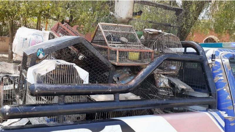 Unas 150 aves volvieron a su hábitat tras permanecer en cautiverio