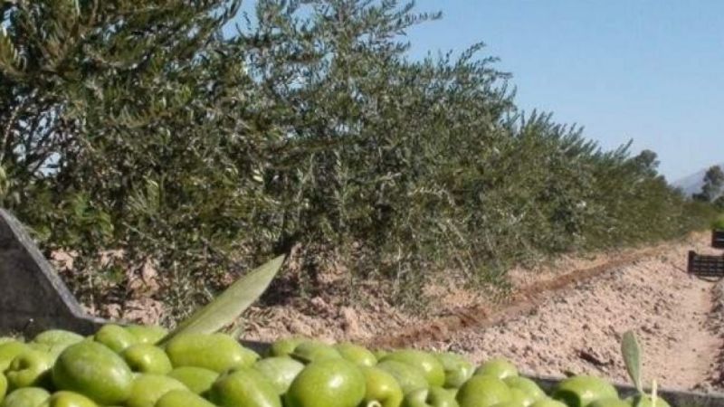 Catamarca apunta a mano de obra local para las cosechas