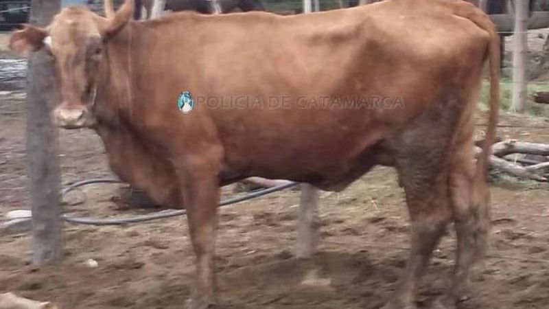 Secuestran una vaca en la ruta 38, en Paclín
