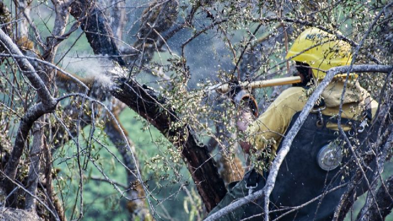 Contienen incendio forestal en Los Ángeles