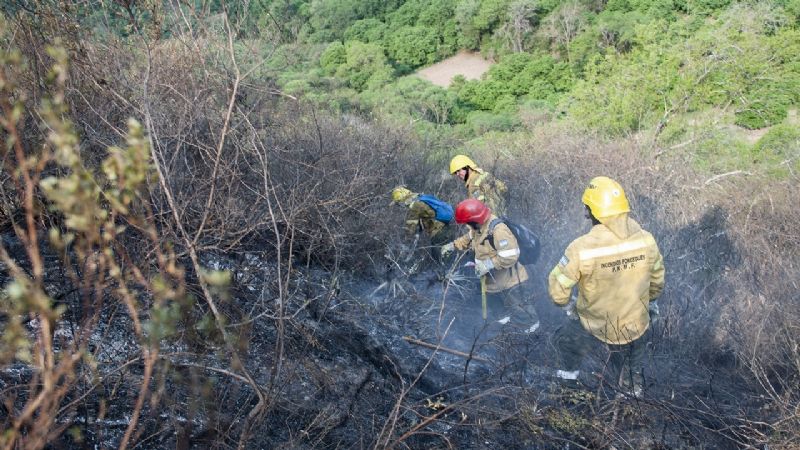 Contienen incendio forestal en Los Ángeles