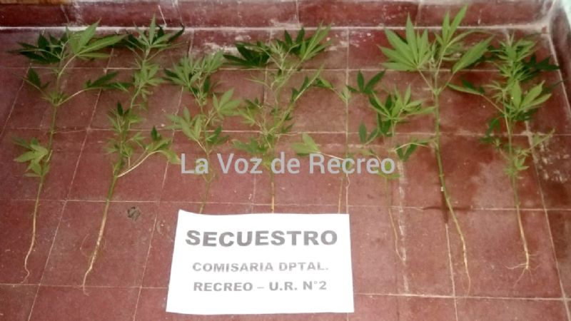 Secuestran elementos robados y ocho plantines de marihuana