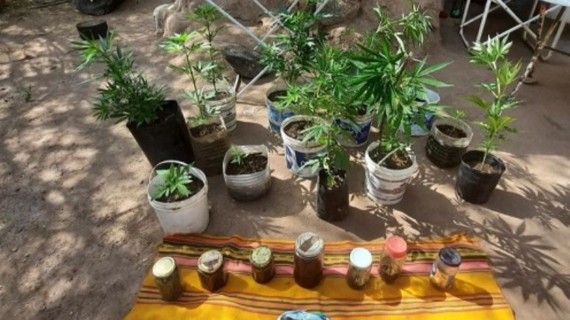 Secuestran 80 plantas y plantines de marihuana