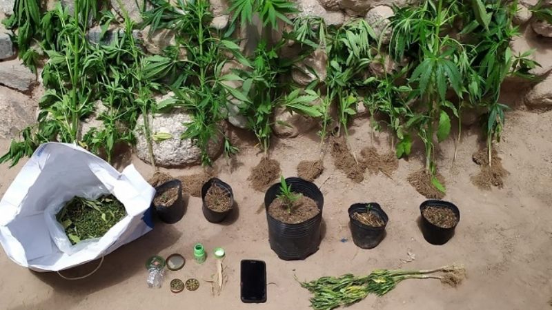 Secuestran 80 plantas y plantines de marihuana