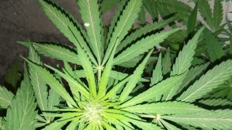 Secuestran 80 plantas y plantines de marihuana