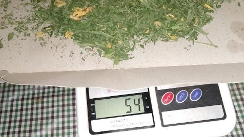 Secuestran 80 plantas y plantines de marihuana