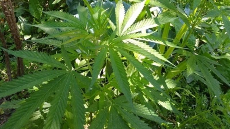 Secuestran 80 plantas y plantines de marihuana