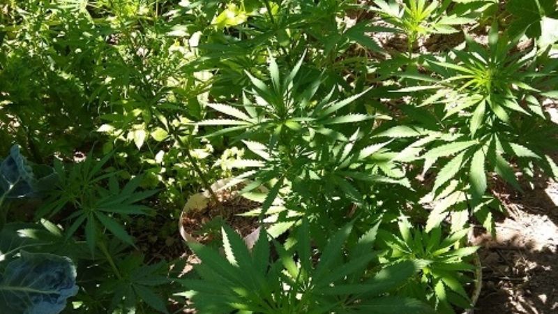 Secuestran 80 plantas y plantines de marihuana