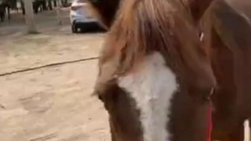 Robaron una yegua preñada del Club Hípico