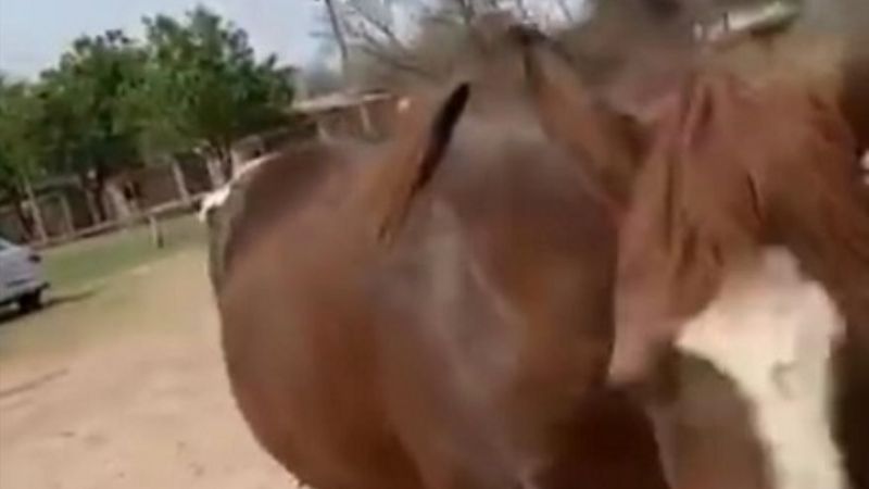 Recuperaron la yegua robada