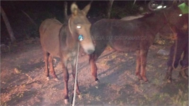Animales sueltos en Ambato