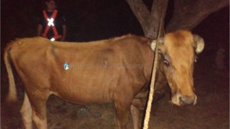 Animales sueltos en Ambato