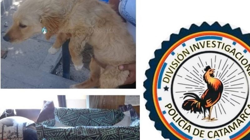 Le robaron la moto, el casco, y el perro