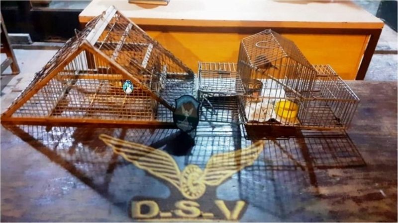 Secuestran aves cánoras