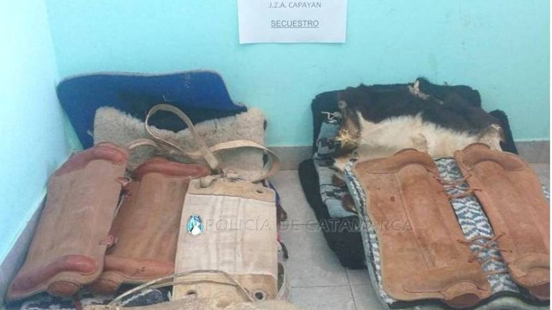 Policías recuperaron dos monturas robadas en Capayán