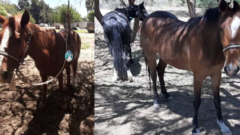 Secuestran animales sueltos en Valle Viejo