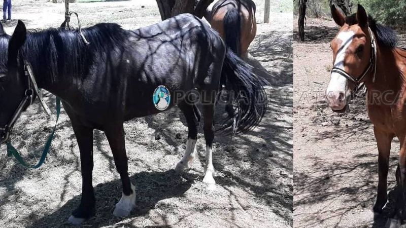 Secuestran animales sueltos en Valle Viejo