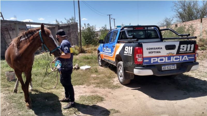 Recuperaron la yegua robada