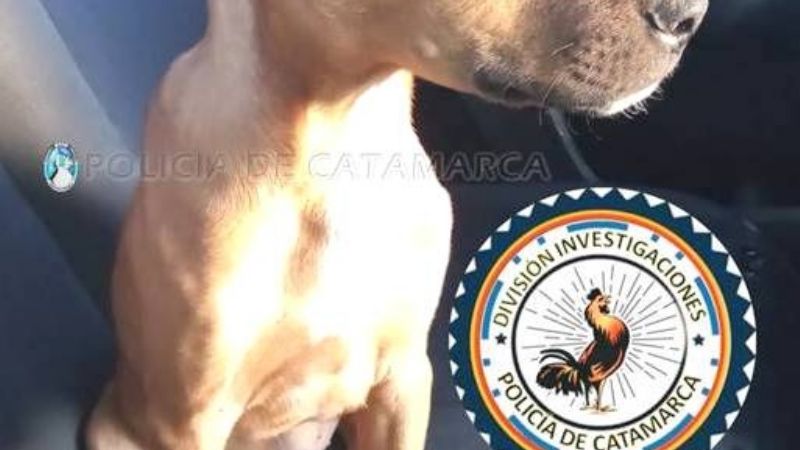 Recuperan un perro de raza robado en Fray Mamerto Esquiú