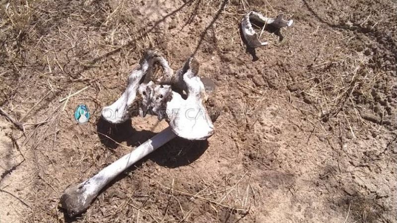 Encuentran restos óseos en la zona sur de la Capital